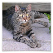 Impression Photo Tabby Chat Brown à l'extérieur (Devant)