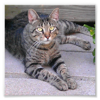 Impression Photo Tabby Chat Brown à l'extérieur