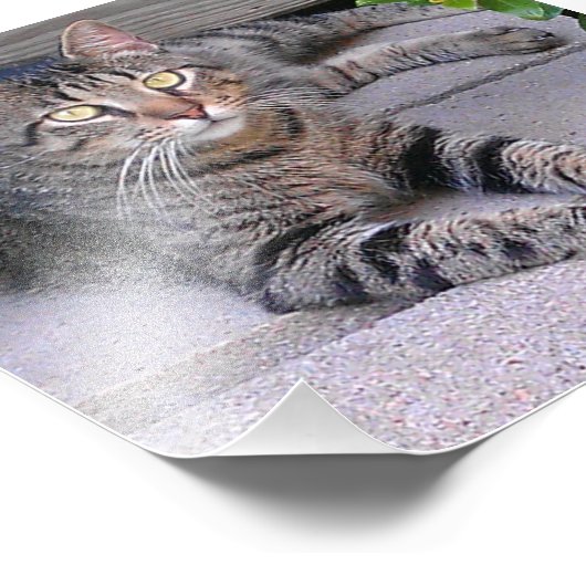 Impression Photo Tabby Chat Brown à l'extérieur (Coin)