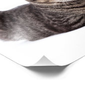 Impression Photo Tabby Gris (Coin)