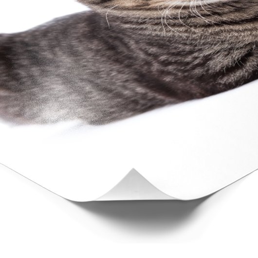 Impression Photo Tabby Gris (Coin)