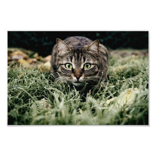 Impression Photo Tabby le chat domestique (Devant)