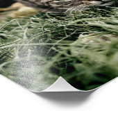 Impression Photo Tabby le chat domestique (Coin)