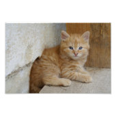 Impression Photo Tabby Tomcat Kitten (Devant)