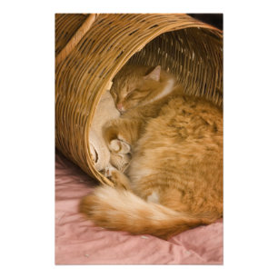 Impression Photo Table orange dormant dans le hamper