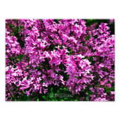 Impression photo (taille exacte) - Lilacs d'antiqu (Devant)