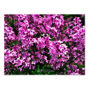 Impression photo (taille exacte) - Lilacs d'antiqu