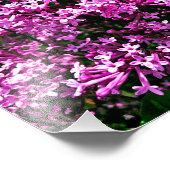 Impression photo (taille exacte) - Lilacs d'antiqu (Coin)