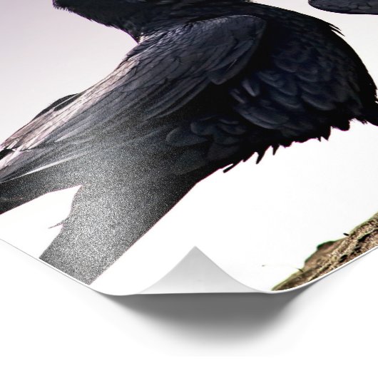 Impression photo Talking Raven (Coin)