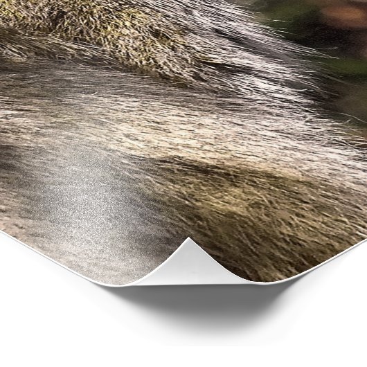 IMPRESSION PHOTO TAMARIN MONKEY (Coin)