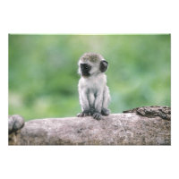 Tanzanie, cratère de Ngorogoro. Gros plan de la fa