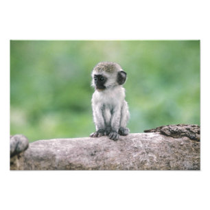 Impression Photo Tanzanie, cratère de Ngorogoro. Gros plan de la na