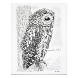 Impression Photo Tawny Owl dessin au crayon