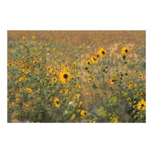 Impression Photo Terrain ensoleillé avec de petits tournesols en im