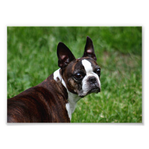 Impression Photo Terrier de Boston