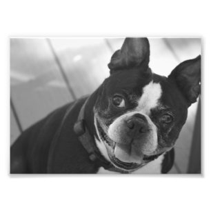 Impression Photo Terrier de Boston
