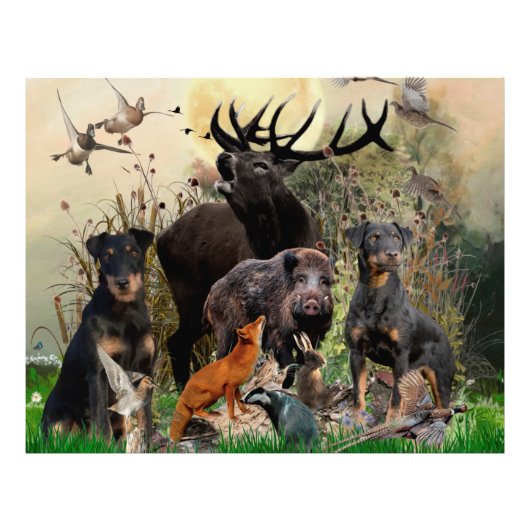 Impression Photo Terrier de chasse allemand (Jagdterrier) (Devant)