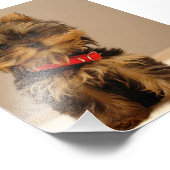 Impression Photo Terrier Puppy du Yorkshire (Coin)