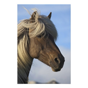 Impression Photo Tête de cheval islandais, Islande