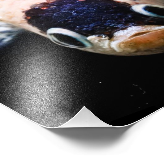 Impression Photo Tête de poisson Betta (Coin)