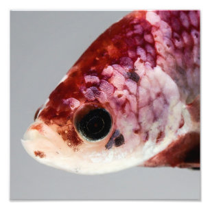 Impression Photo Tête pourpre de poissons de Betta