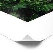 Impression Photo Texas Bluebonnet (Coin)