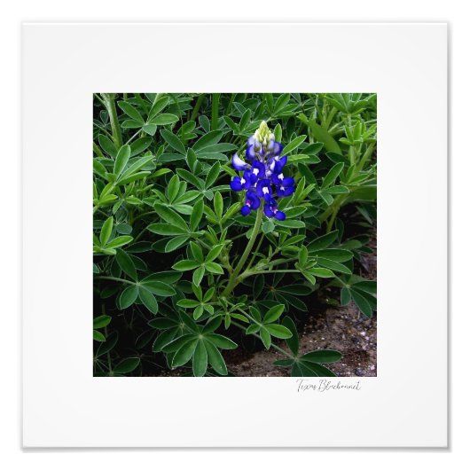 Impression Photo Texas Bluebonnet (Devant)