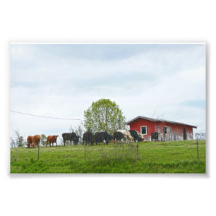 Impression Photo Texas Cattle et Old Red Grange