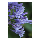 Impression Photo Texas Delight (Devant)