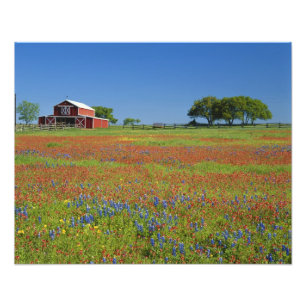 Impression Photo Texas, Texas Hill Country, Castilleja indivisa