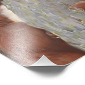 Impression Photo THE SQUIRREL (Sciurus vulgaris) (Coin)