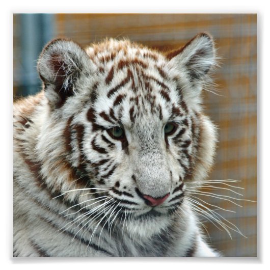Impression Photo Tiger20151001 (Devant)