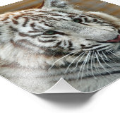 Impression Photo Tiger20151001 (Coin)