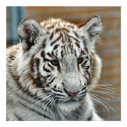 Impression Photo Tiger20151001 (Devant)