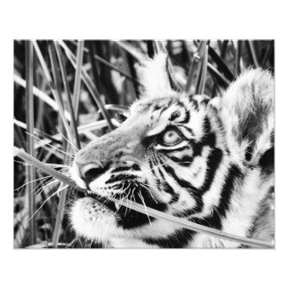 Impression Photo Tiger Cub dans l'herbe