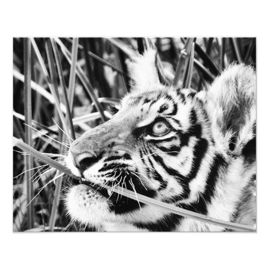 Impression Photo Tiger Cub dans l'herbe (Devant)