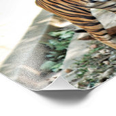 Impression Photo Tiger imprimé (Coin)