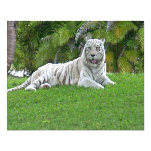 Impression Photo Tigre Blanc se Reposant dans l'Herbe Ensoleillée