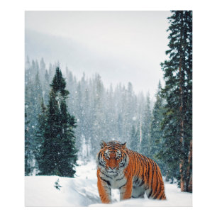 Impression Photo tigre dans la neige