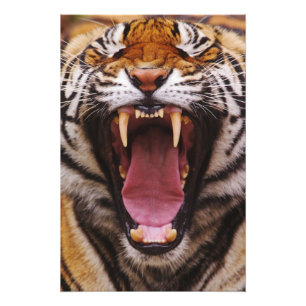 Impression Photo Tigre du Bengale, Panthera tigris