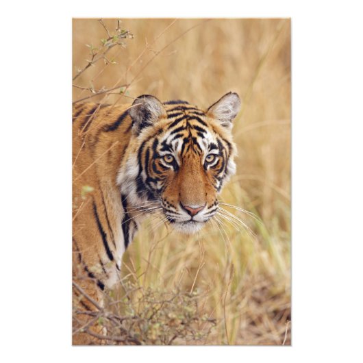 Impression Photo Tigre du Bengale royal (Devant)