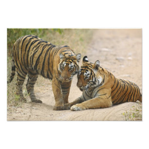 Impression Photo Tigre du Bengale royal et jeune - Toucher à l'avan