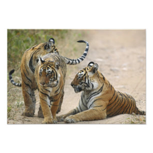 Impression Photo Tigre du Bengale royal et jeunes, Ranthambhor