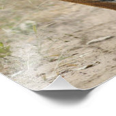 Impression Photo Tigre royal du Bengale et jeune, Ranthambhor (Coin)