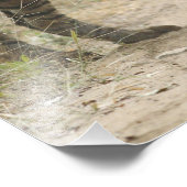 Impression Photo Tigre royal du Bengale et jeunes - Aller de l'avan (Coin)