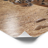 Impression Photo Tigres du Bengale (Coin)