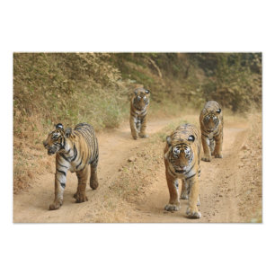 Impression Photo Tigres royaux du Bengale