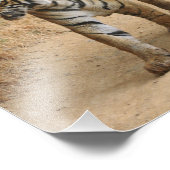 Impression Photo Tigres royaux du Bengale (Coin)