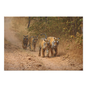 Impression Photo Tigres royaux du Bengale en mouvement, Ranthambhor