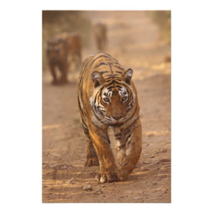 Impression Photo Tigres royaux du Bengale sur la piste, Ranthambhor